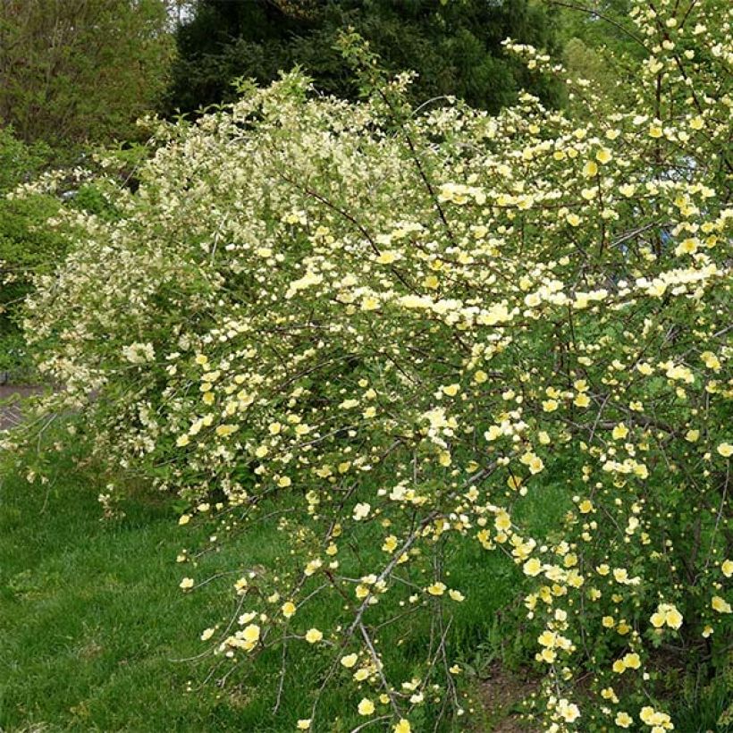 Lajiruusu - Rosa hugonis (Kasvutapa)