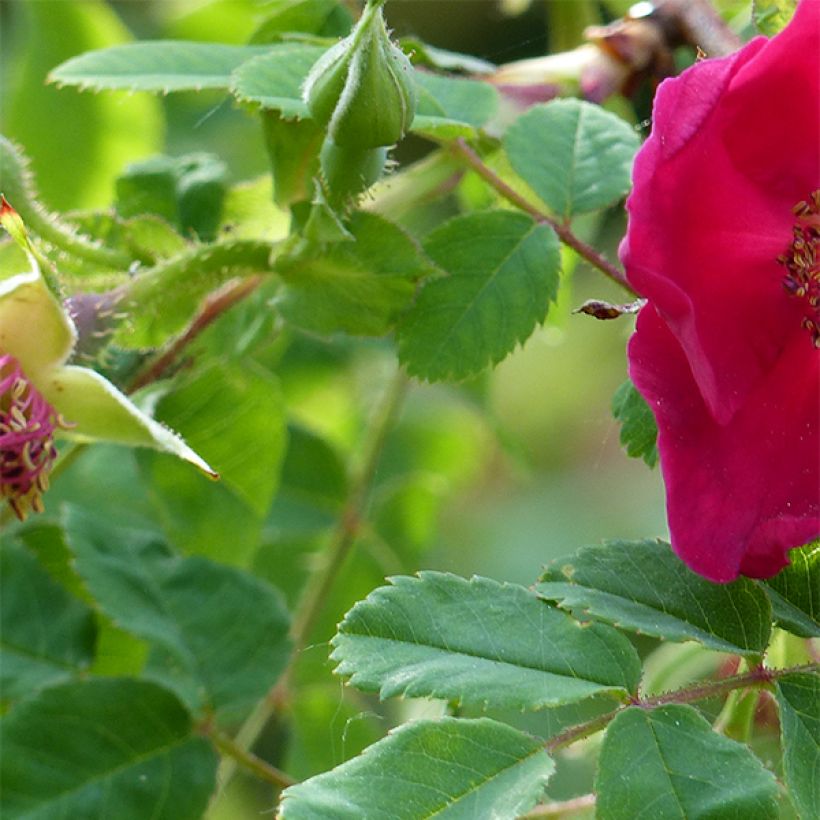 Lajiruusu Geranium (Lehvistö)