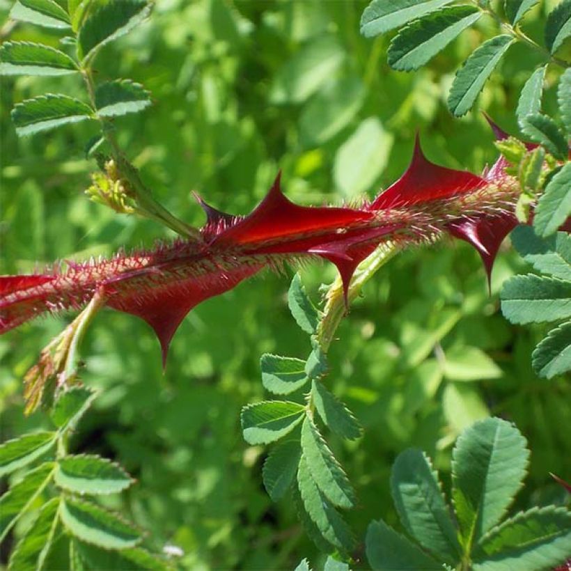 Lajiruusu Pteracantha (Lehvistö)