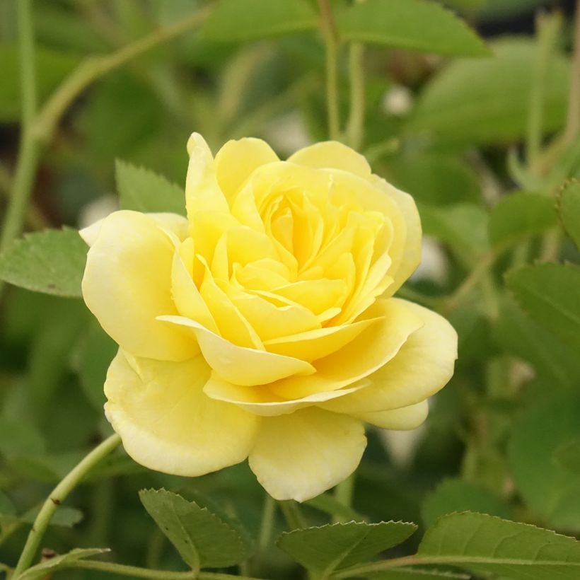Polyantharuusu Golden Border (Kukinta)