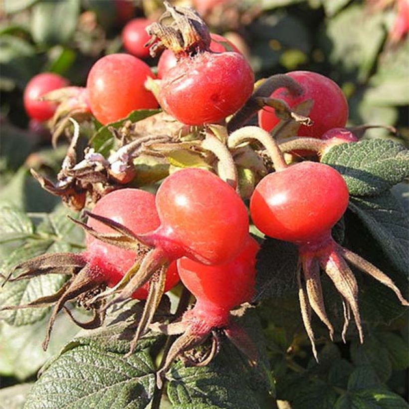 Kurtturuusu - Rosa rugosa (Sadonkorjuu)