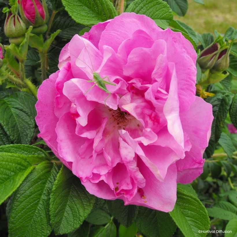 Kurtturuusu Angelia Pink (Kukinta)