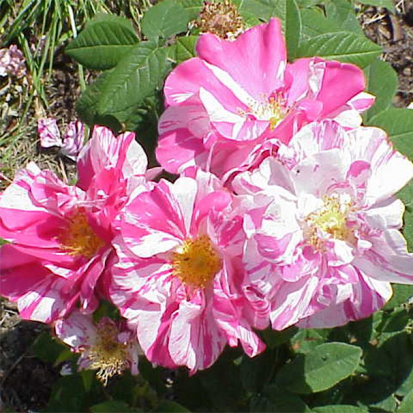 Vanha ruusu Versicolor (Rosa mundi) (Kukinta)