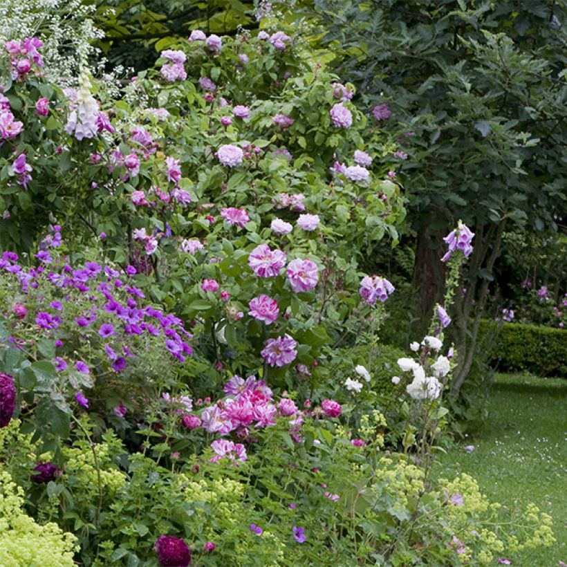 Vanha ruusu Versicolor (Rosa mundi) (Kasvutapa)