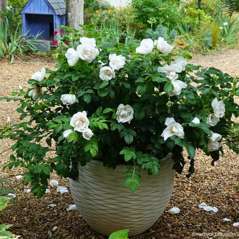 Kurtturuusu Angelia White (Kasvutapa)