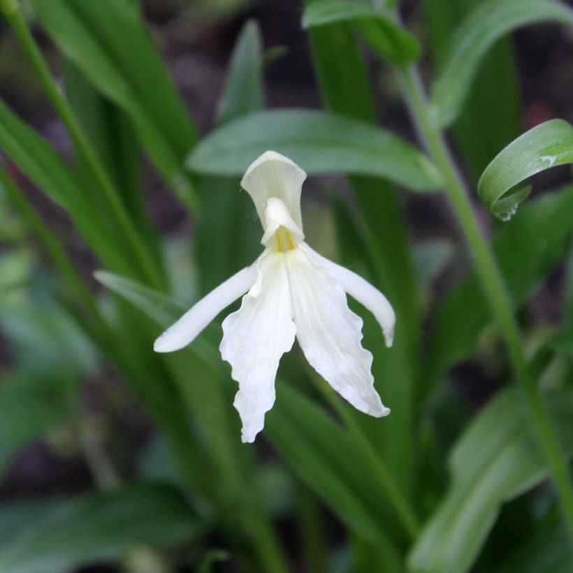Roscoea beesiana Alba (Kukinta)