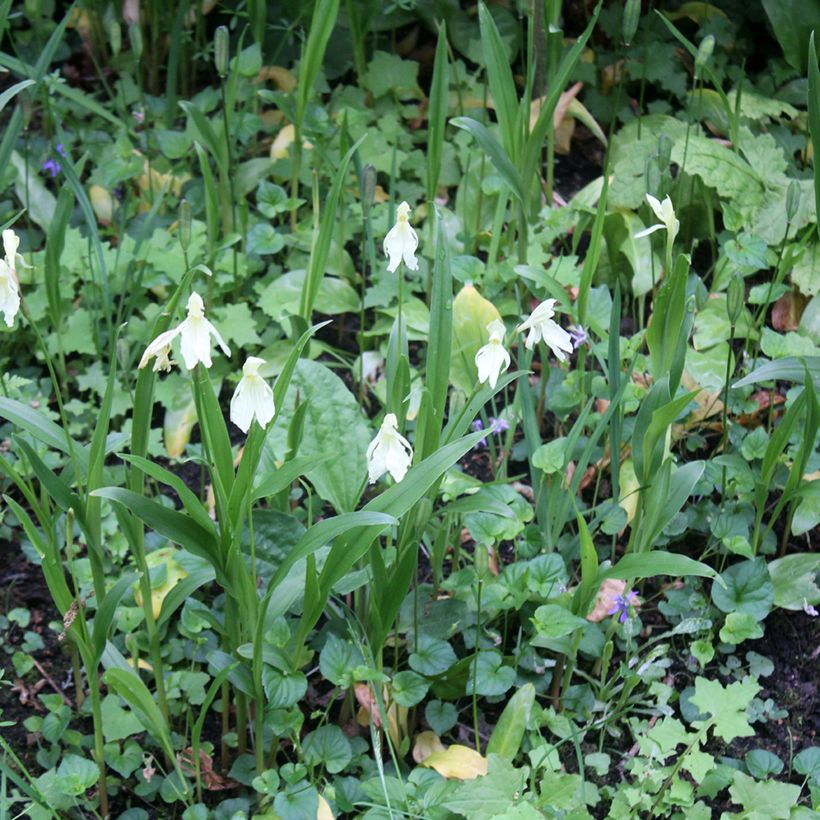 Roscoea cautleyoides (Kasvutapa)