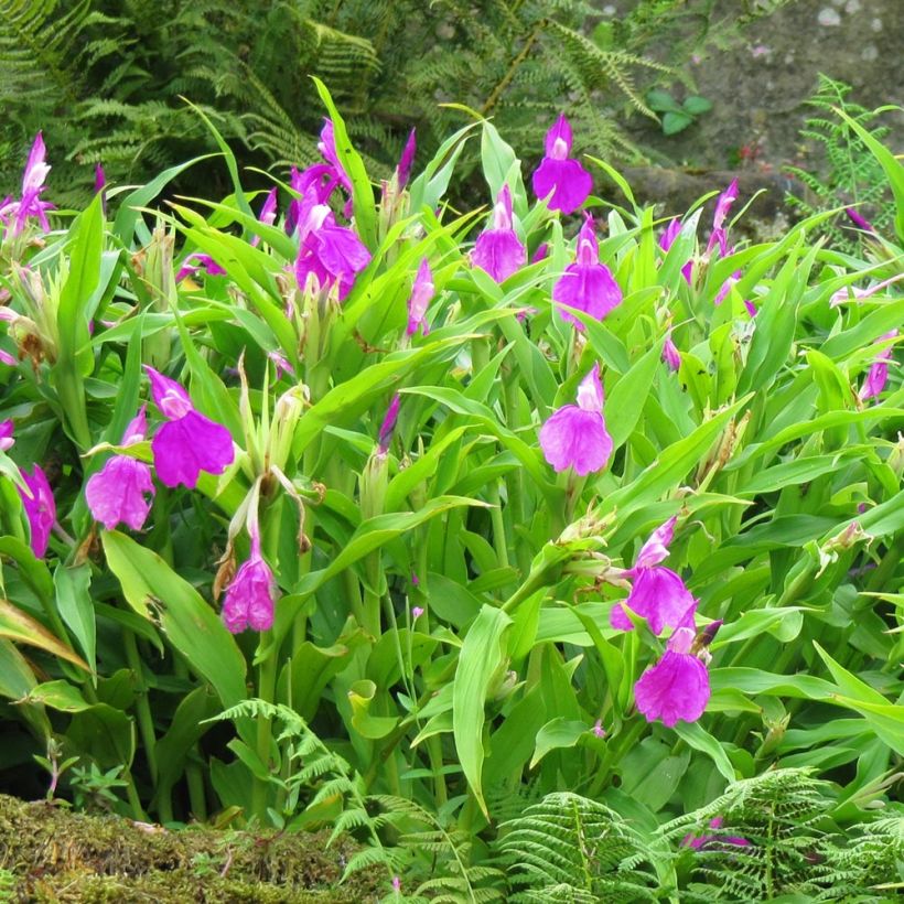 Roscoea purpurea (Kasvutapa)
