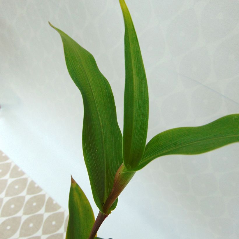 Roscoea purpurea Dalaï Lama (Lehvistö)
