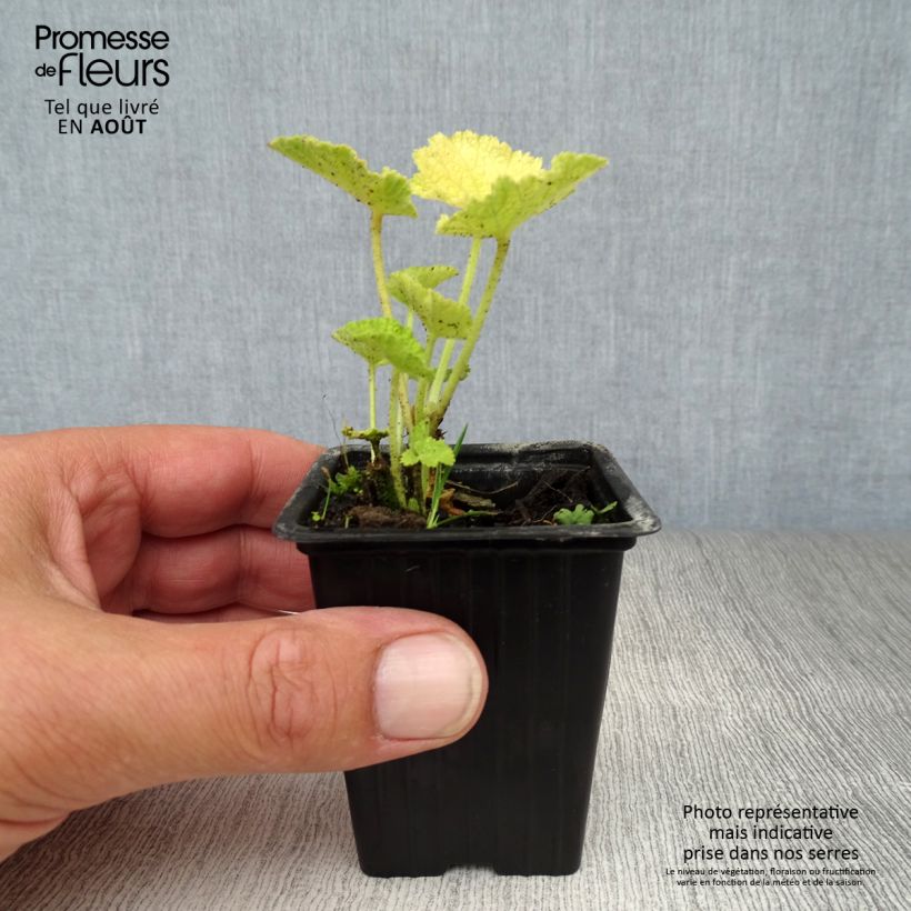 Esimerkki kesällä toimitetusta Tarhasalkoruusu Chater's Double Blanc Godet de 7/8 cm-taimesta