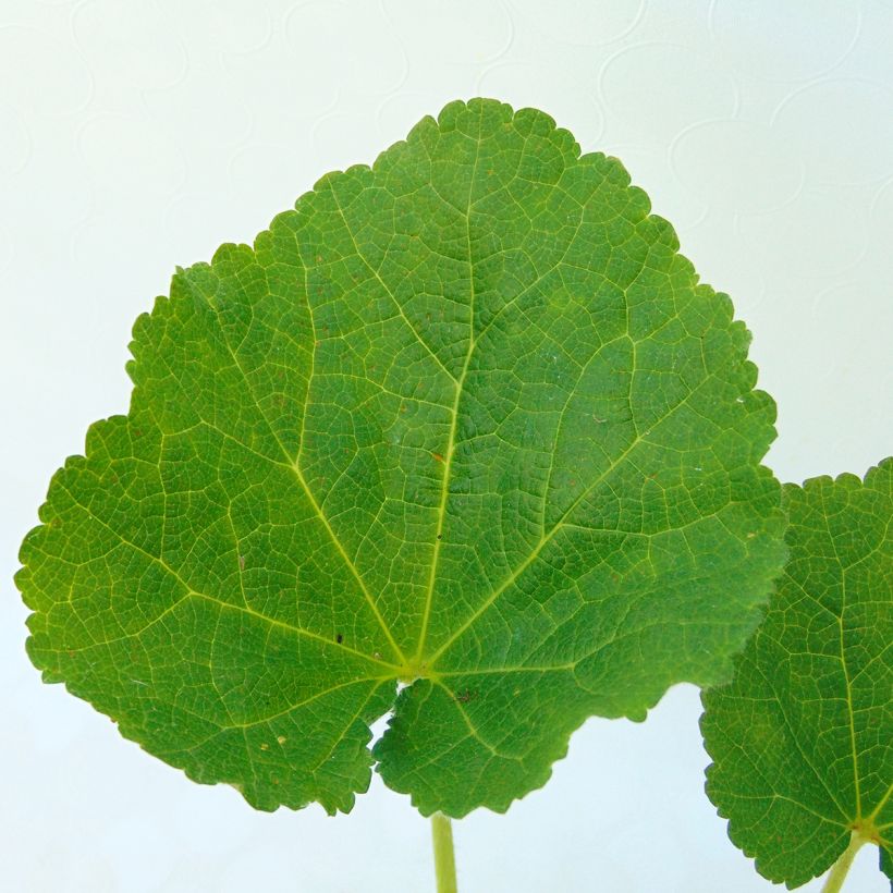 Tarhasalkoruusu Chater's Double Rose (Lehvistö)