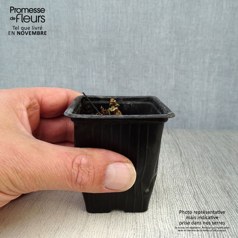 Esimerkki syksyllä toimitetusta Tarhasalkoruusu Chater's Double Rose 7/8 cm taimiruukku-taimesta