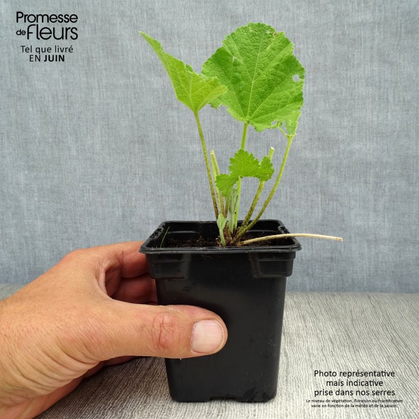 Esimerkki kesällä toimitetusta Tarhasalkoruusu Chater's Double Rose Godet de 7/8 cm-taimesta