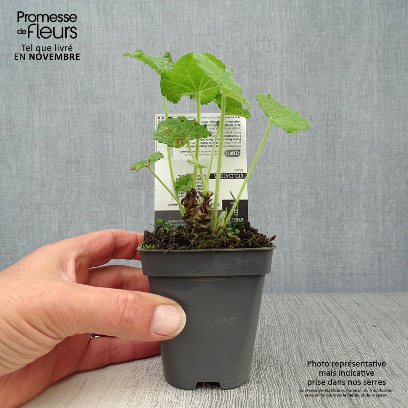 Esimerkki syksyllä toimitetusta Tarhasalkoruusu Chater's Double saumon 7/8 cm taimiruukku-taimesta