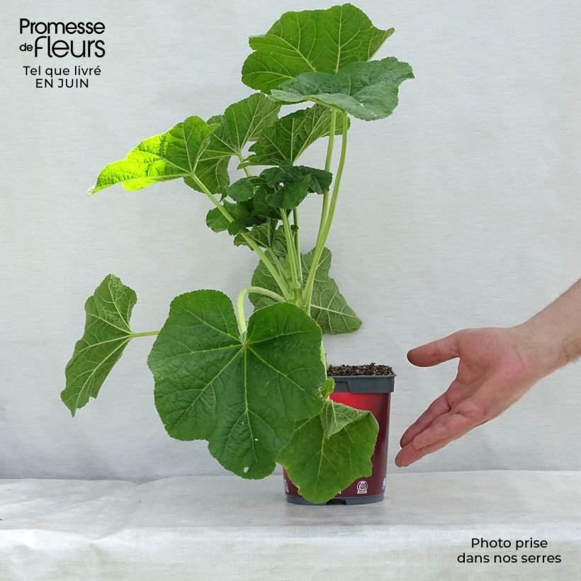 Esimerkki kesällä toimitetusta Tarhasalkoruusu Pleniflora Rouge Ruukku 2L / 3L-taimesta