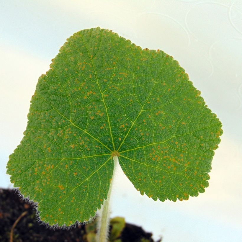 Nukkasalkoruusu - Alcea rugosa (Lehvistö)