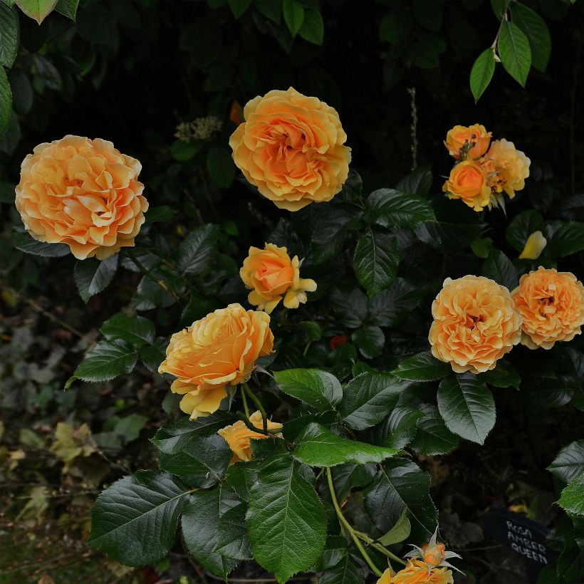 Floribundaruusu Amber Queen (Kasvutapa)