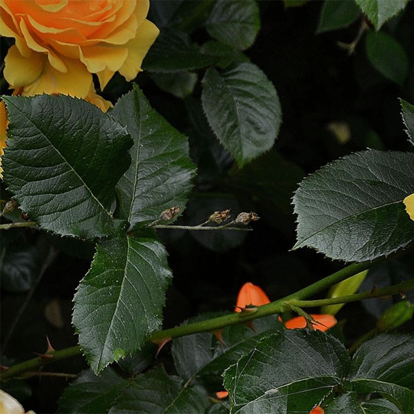 Floribundaruusu Amber Queen (Lehvistö)