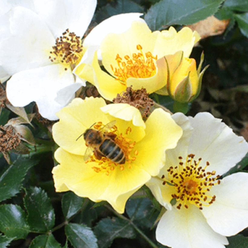 Pensasruusu Bee Gold (Kukinta)