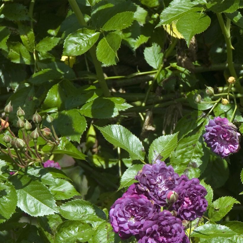 Köynnösruusu Bleu Magenta (Lehvistö)