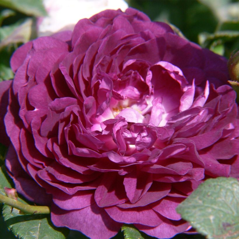 Köynnösruusu Bleu Magenta (Kukinta)