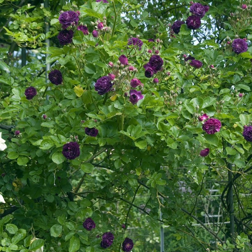 Köynnösruusu Bleu Magenta (Kasvutapa)