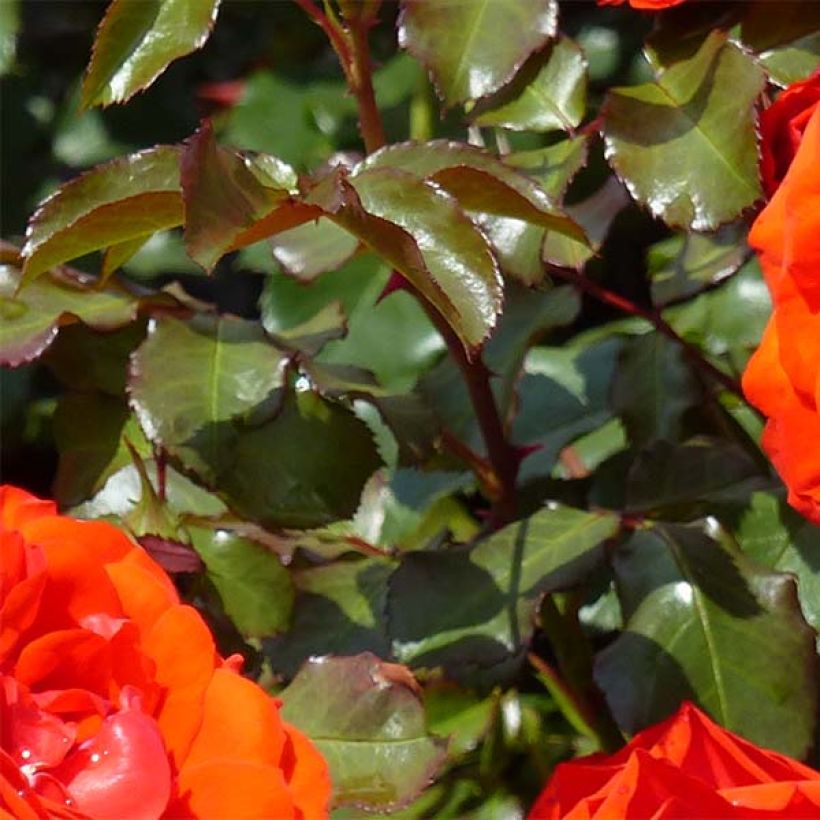 Floribundaruusu Remembrance Harxampton (Lehvistö)