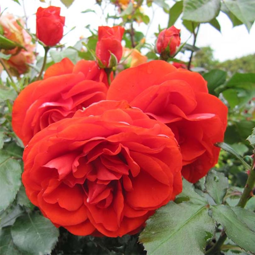 Floribundaruusu Remembrance Harxampton (Kukinta)
