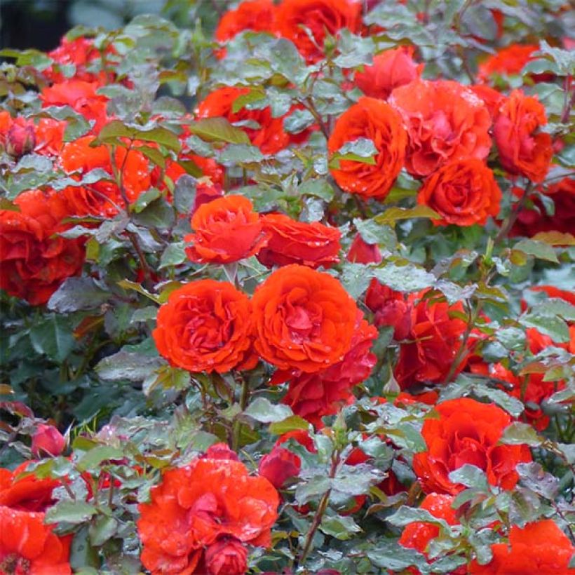 Floribundaruusu Remembrance Harxampton (Kasvutapa)