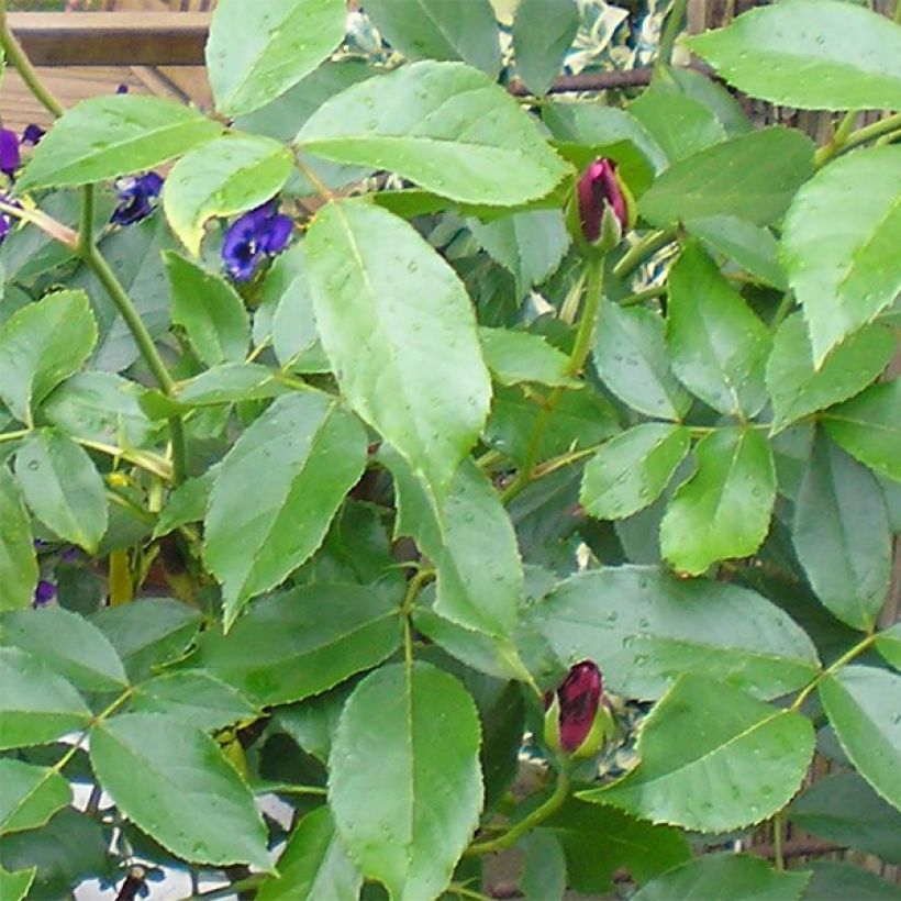 Floribundaruusu Burgundy Ice (Lehvistö)