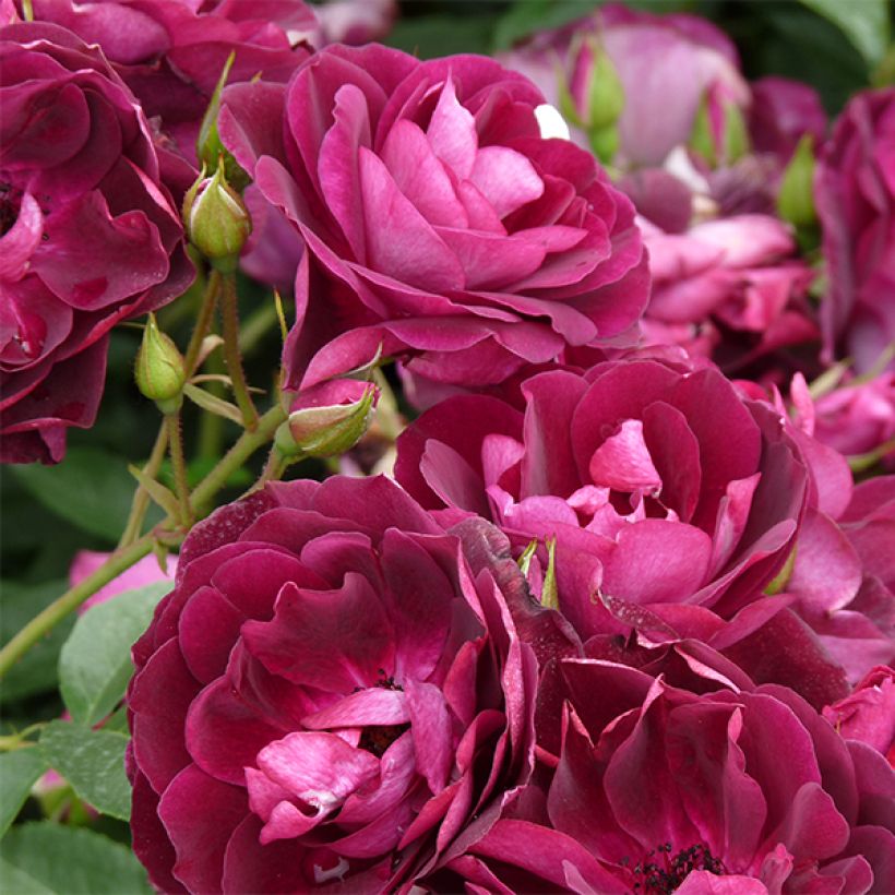 Floribundaruusu Burgundy Ice (Kukinta)