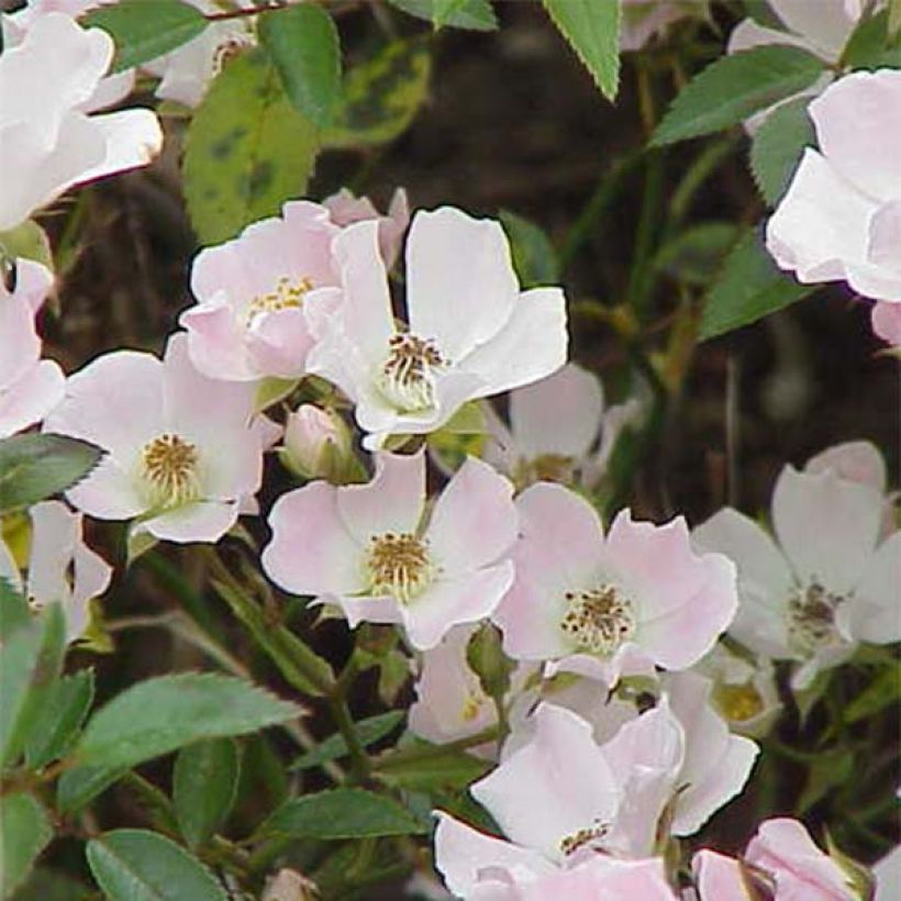 Maanpeiteruusu Nozomi (Kukinta)