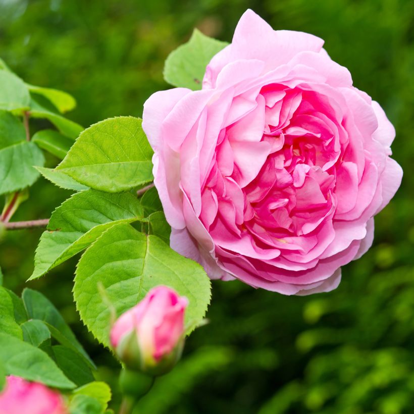 Austinruusu Constance Spry (Kukinta)