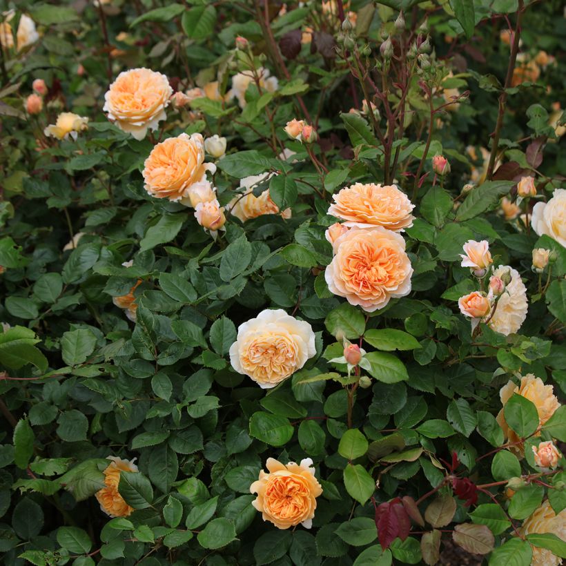 Austinruusu Crown Princess Margareta Auswinter (Kasvutapa)