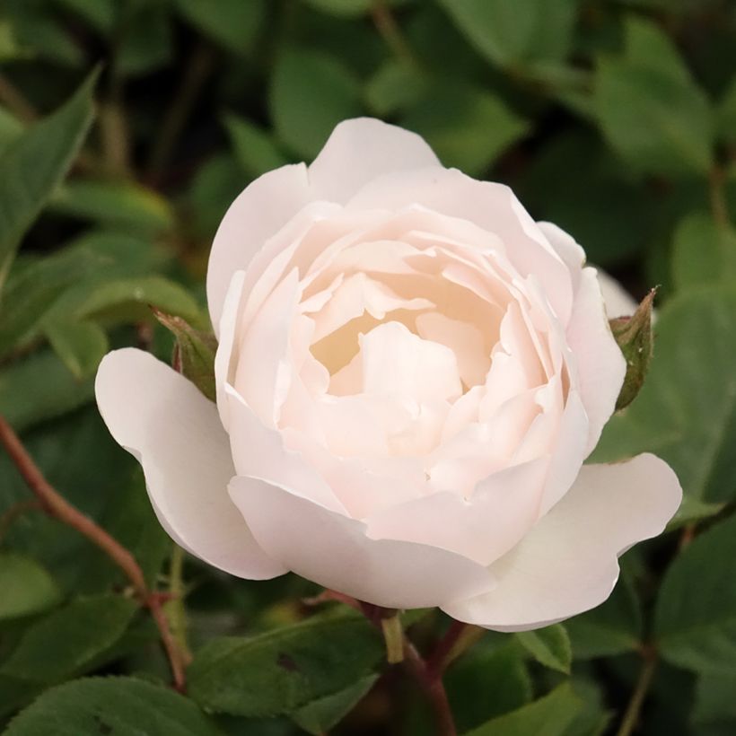 Austinruusu Desdemona (Kukinta)