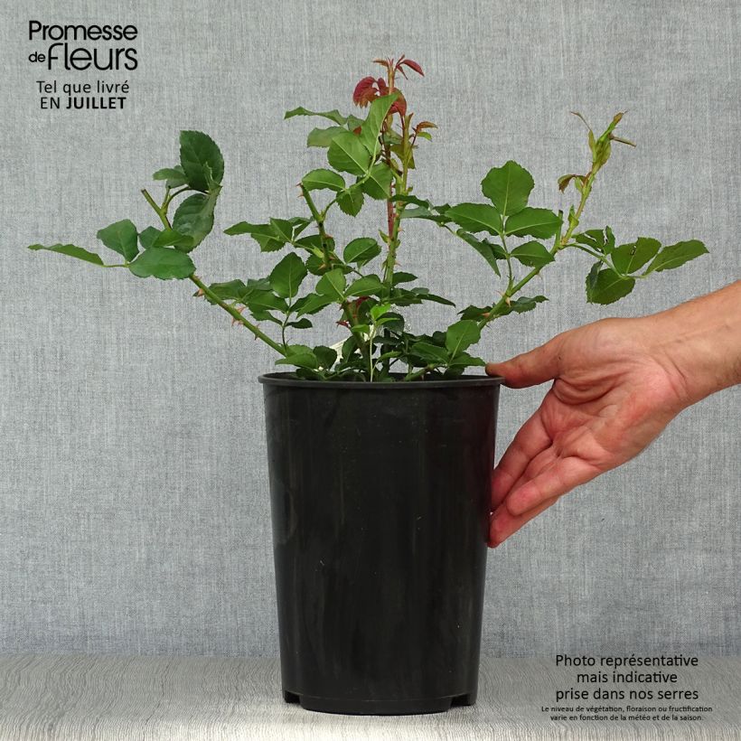 Esimerkki kesällä toimitetusta Rosier David Austin Imogen Pot de 4L/5L-taimesta