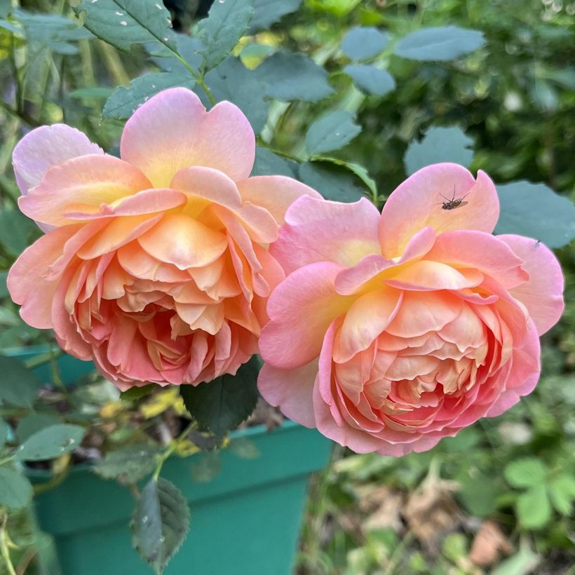 Austinruusu Lady of Shalott (Kukinta)