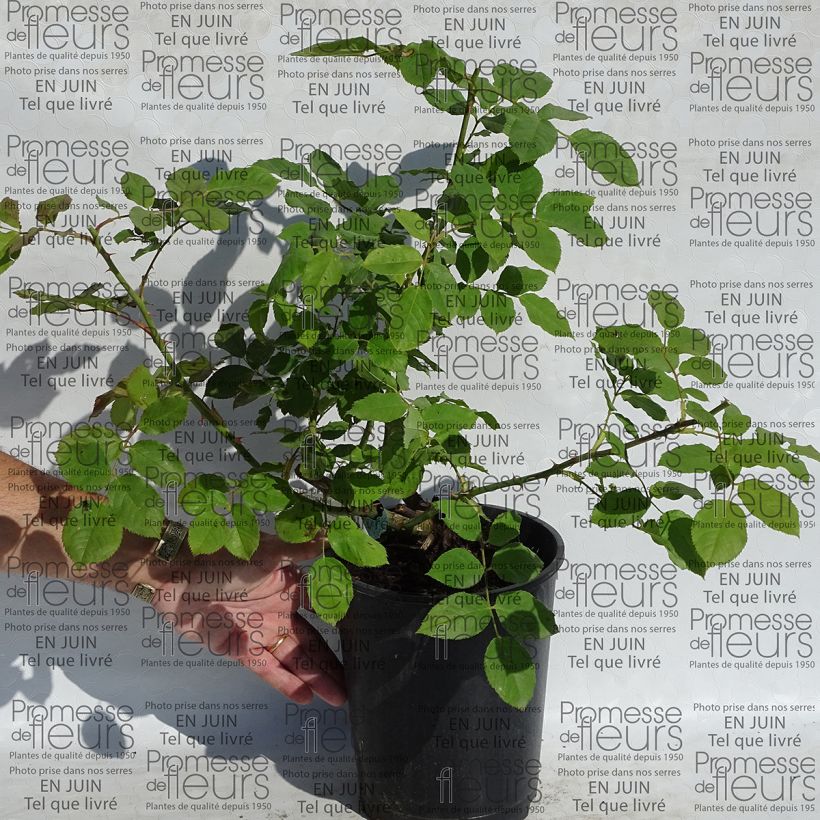 Esimerkki toimitetusta Austinruusu Morning Mist - Ausfire 4 litran/5 litran ruukku-taimesta
