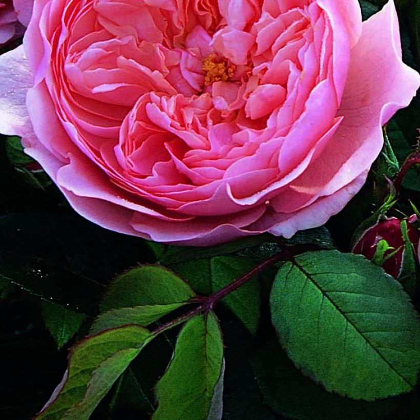 Austinruusu The Alnwick Rose (Lehvistö)