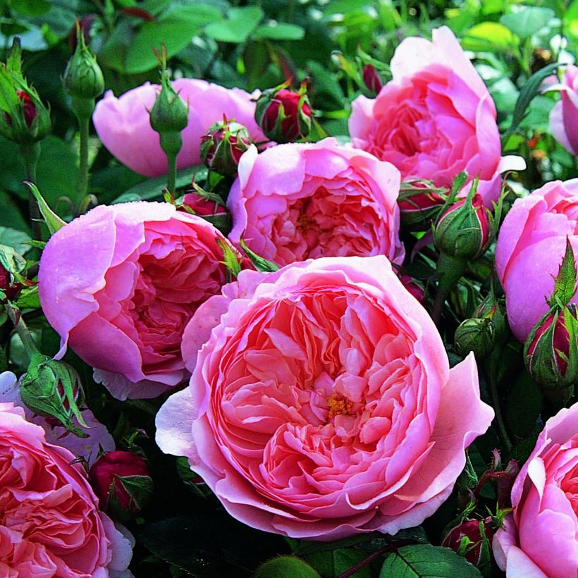Austinruusu The Alnwick Rose (Kukinta)
