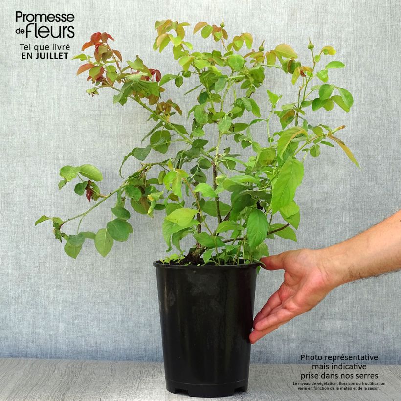Esimerkki kesällä toimitetusta Rosier David Austin William Shakespeare 2000 Pot de 4L/5L-taimesta