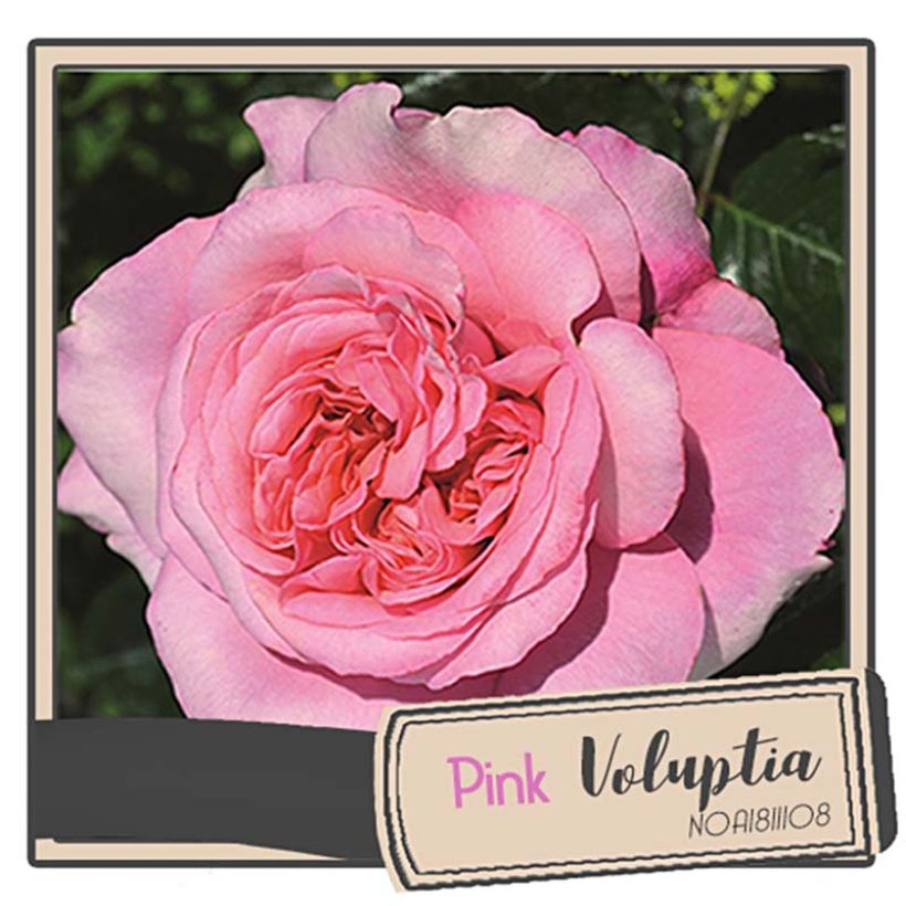 Puistoruusu Décorosiers Pink Voluptia (Kukinta)