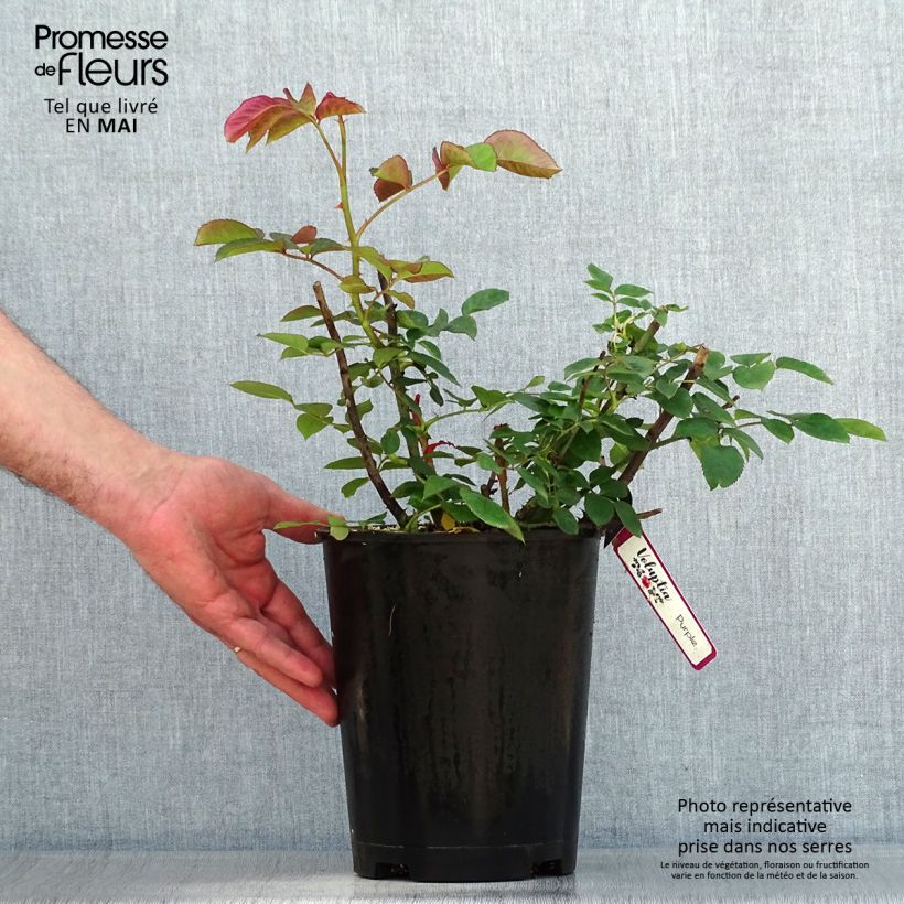 Esimerkki keväällä toimitetusta Puistoruusu Décorosiers Purple Voluptia 4 litran/5 litran ruukku-taimesta