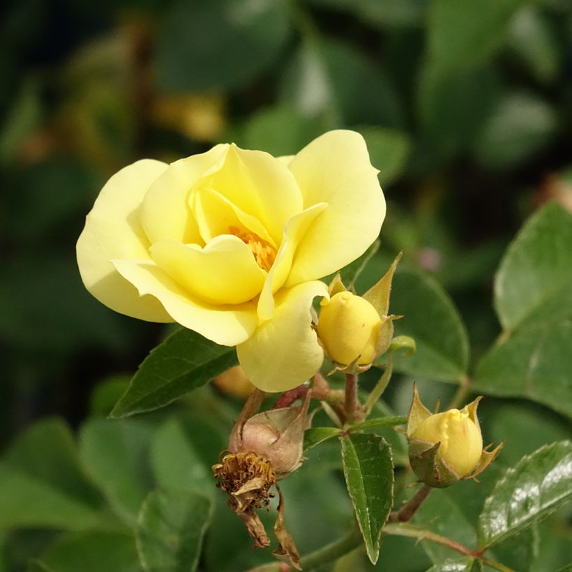 Puistoruusu Flower Carpet Gold (Kukinta)
