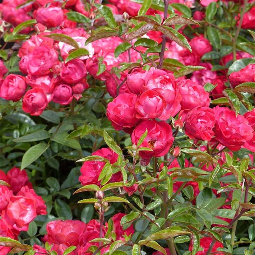 Kääpiöruusu Koster Fête des Mères (Rood Moorsdag) (Kukinta)