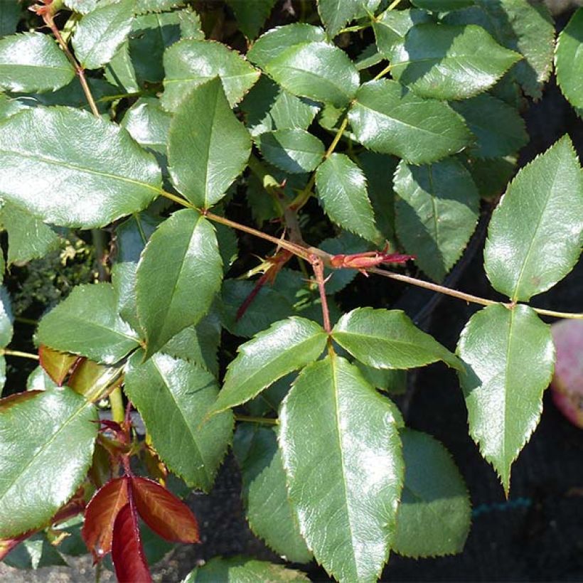 Floribundaruusu Fragrant Delight (Lehvistö)