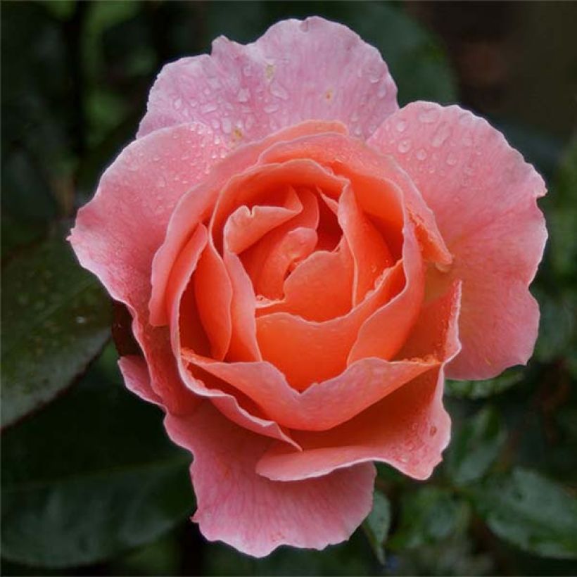 Floribundaruusu Fragrant Delight (Kukinta)