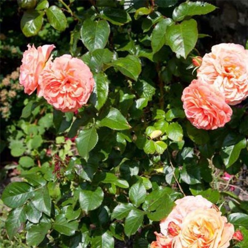 Floribundaruusu François Mauriac (Lehvistö)