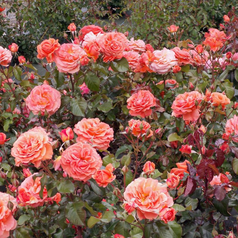 Floribundaruusu François Mauriac (Kasvutapa)
