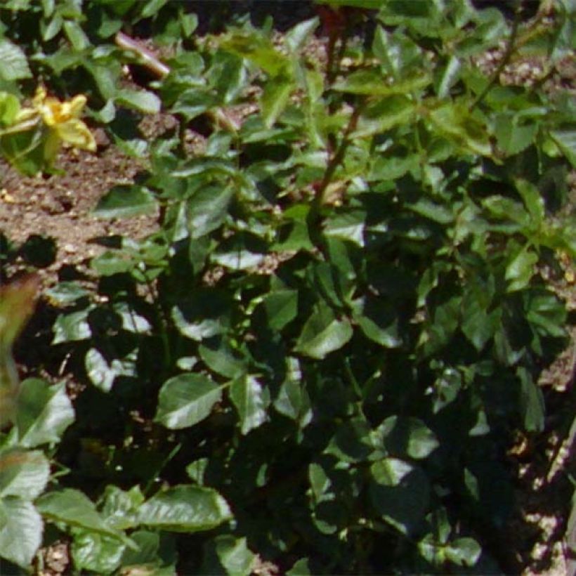 Floribundaruusu Friesia (Lehvistö)